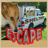Animal Shelter Escape
